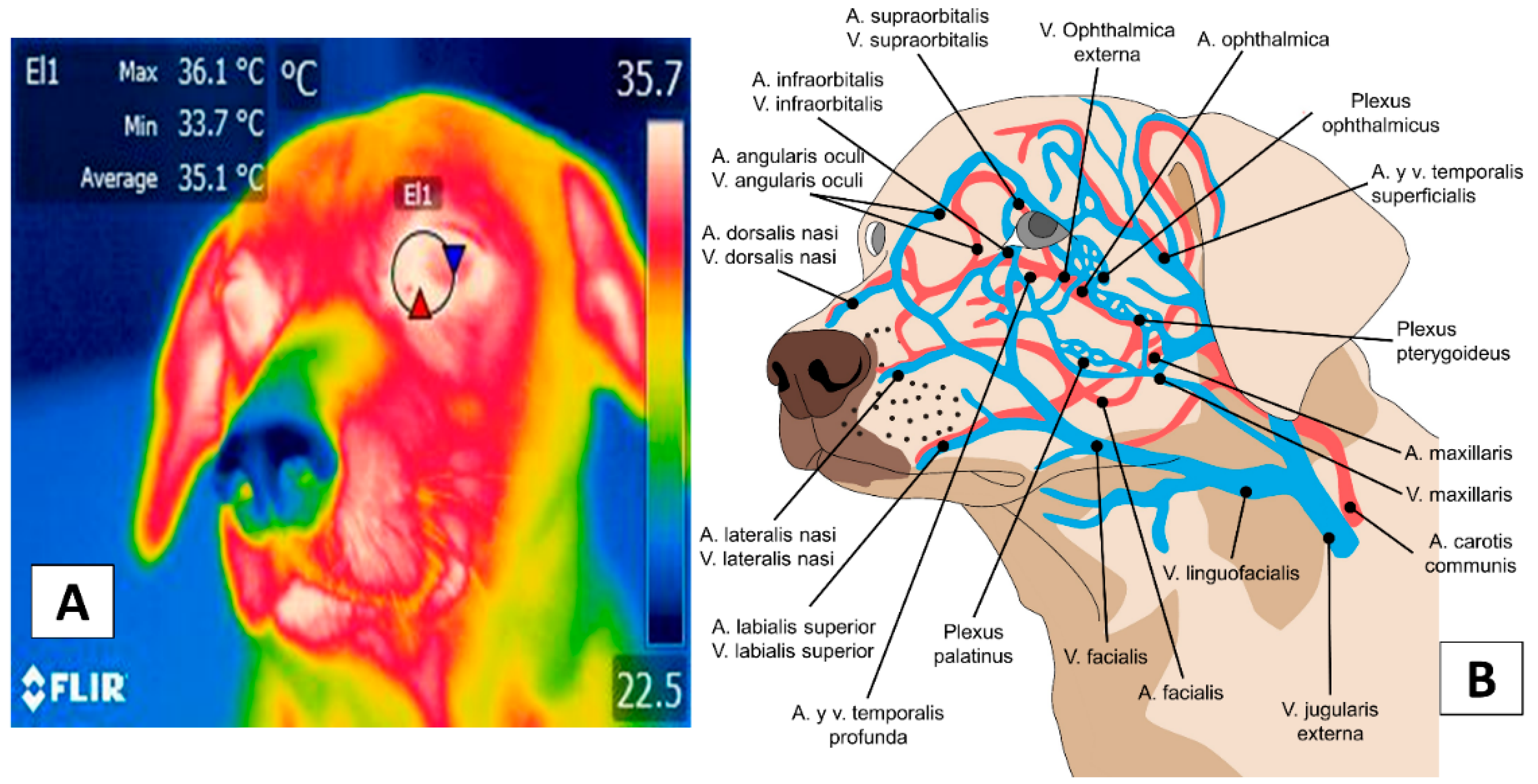Animals | Free Full-Text | Thermal and Circulatory Changes in Diverse Body  Regions in Dogs and Cats Evaluated by Infrared Thermography