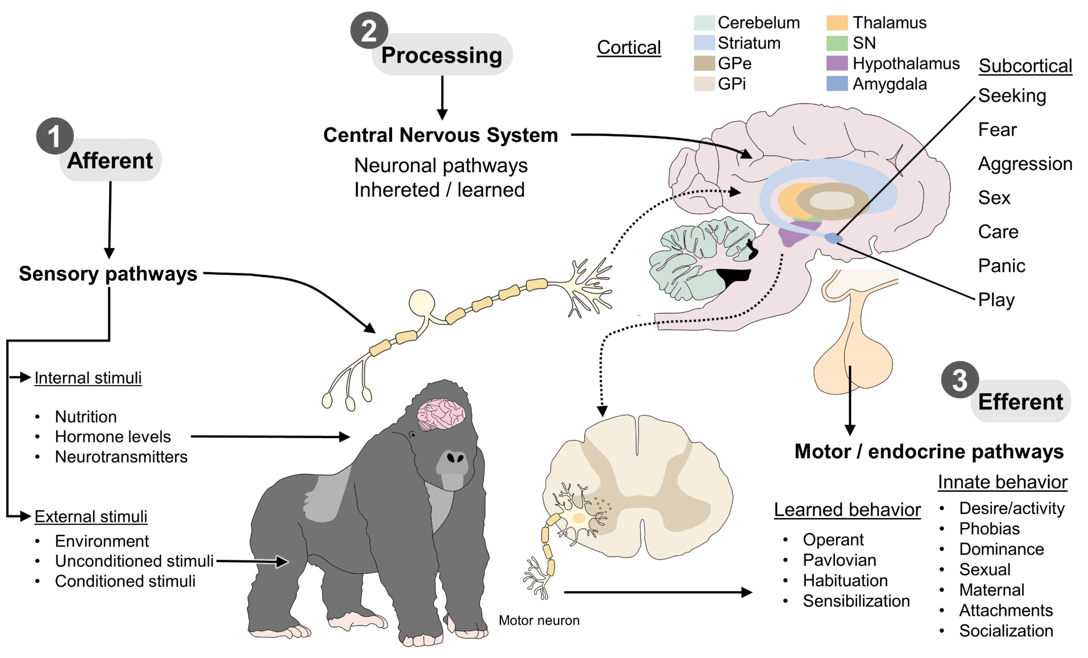 Animals | Free Full-Text | The Neurobiology of Behavior and Its  Applicability for Animal Welfare: A Review
