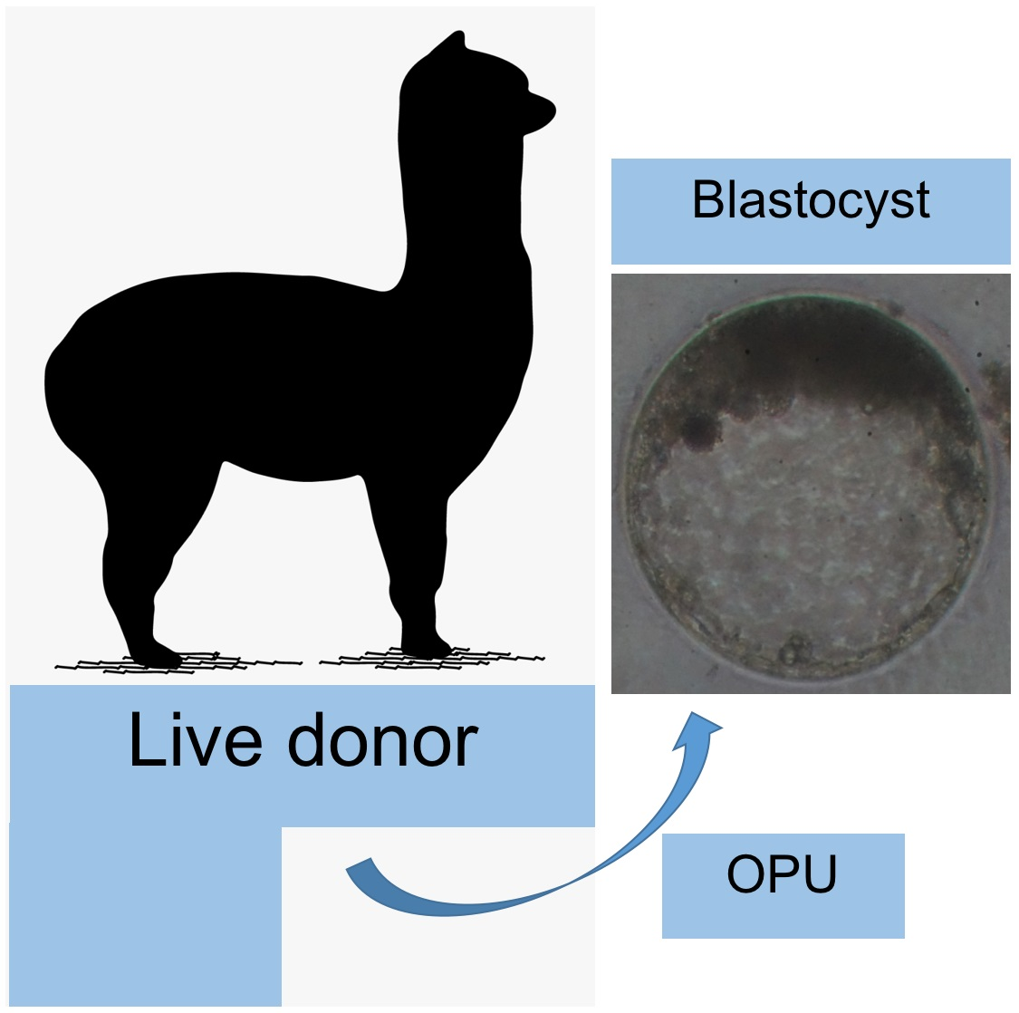Animals | Free Full-Text | Oocyte Quality, In Vitro Fertilization and  Embryo Development of Alpaca Oocytes Collected by Ultrasound-Guided  Follicular Aspiration or from Slaughterhouse Ovaries