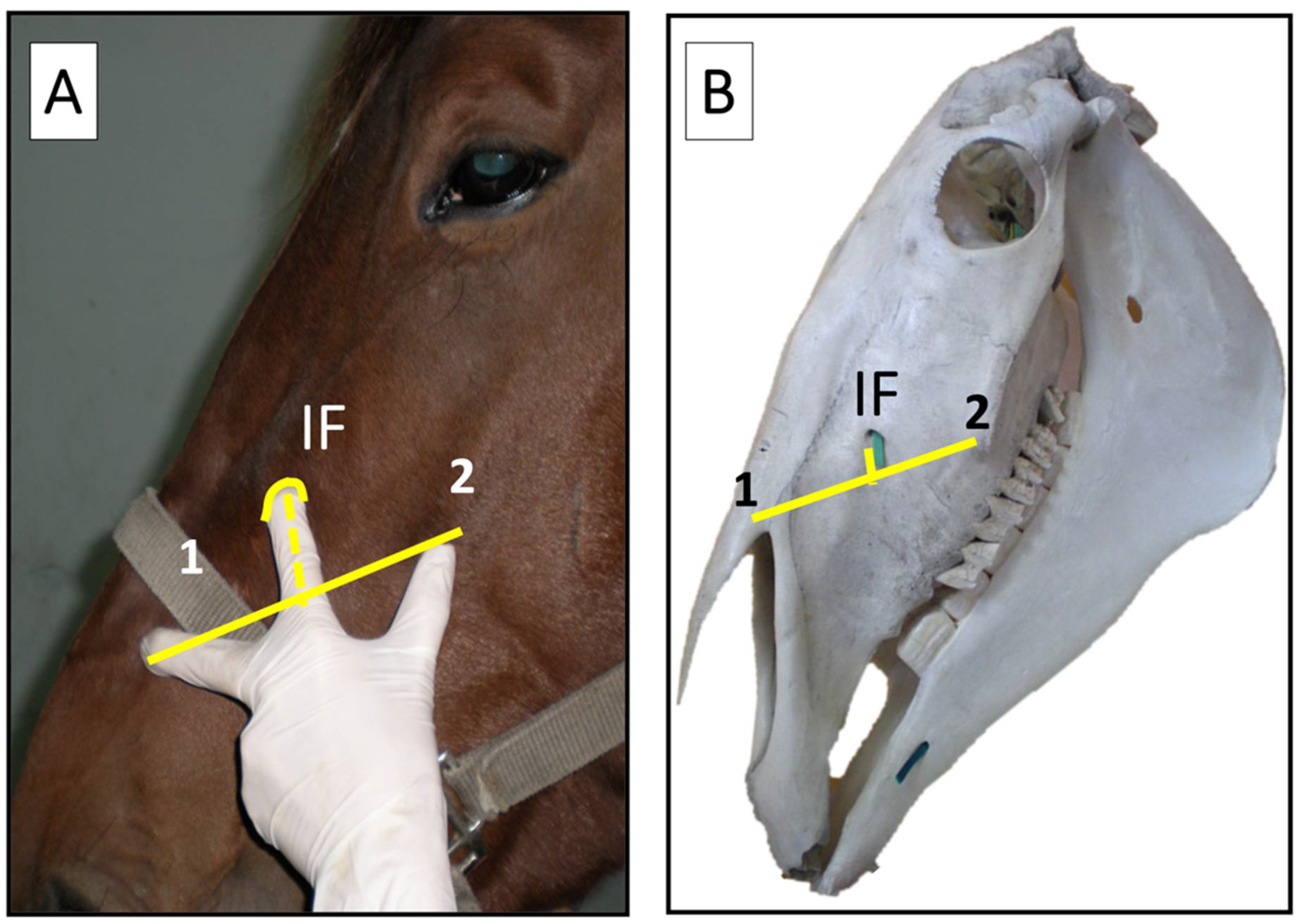Animals | Free Full-Text | Retrograde Approach to Maxillary Nerve Block: An  Alternative in Orofacial Surgeries in Horses