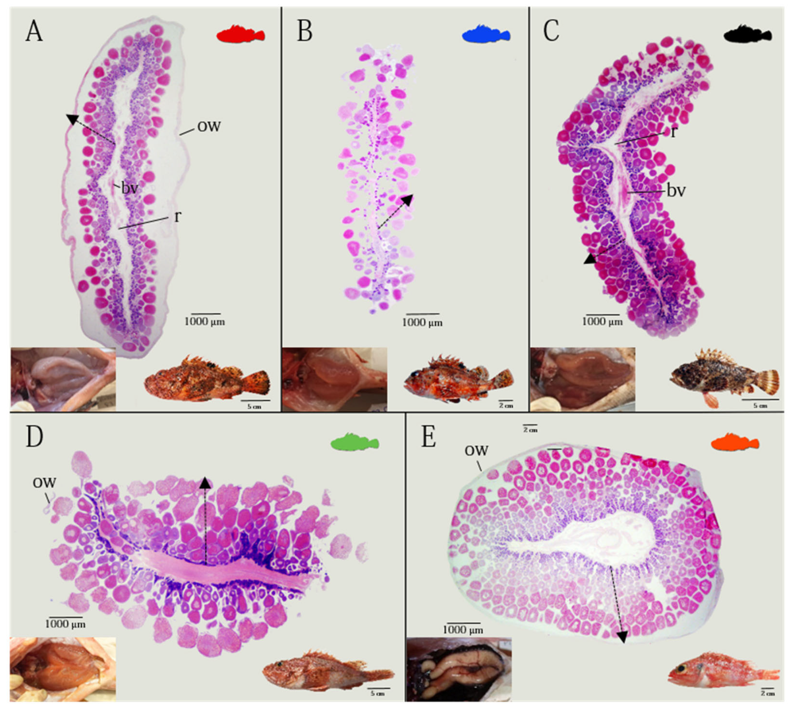 Animals | Free Full-Text | Investigating the Ovarian Microstructure in the  Genera Helicolenus and Scorpaena (Teleostei, Sub-Order Scorpaenoidei) with  Implications for Ovarian Dynamics and Spawning