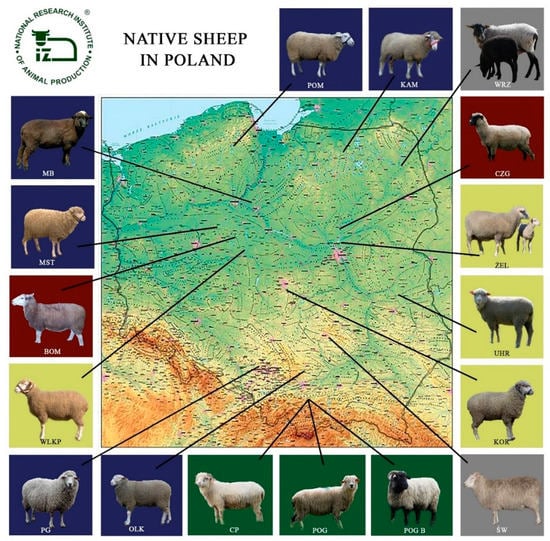 Animals | Free Full-Text | Native Sheep Breeds in Poland—Importance  and Outcomes of Genetic Resources Protection Programmes
