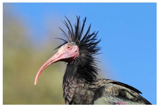 Animals | Free Full-Text | Tracing the Fate of the Northern Bald Ibis over  Five Millennia: An Interdisciplinary Approach to the Extinction and  Recovery of an Iconic Bird Species