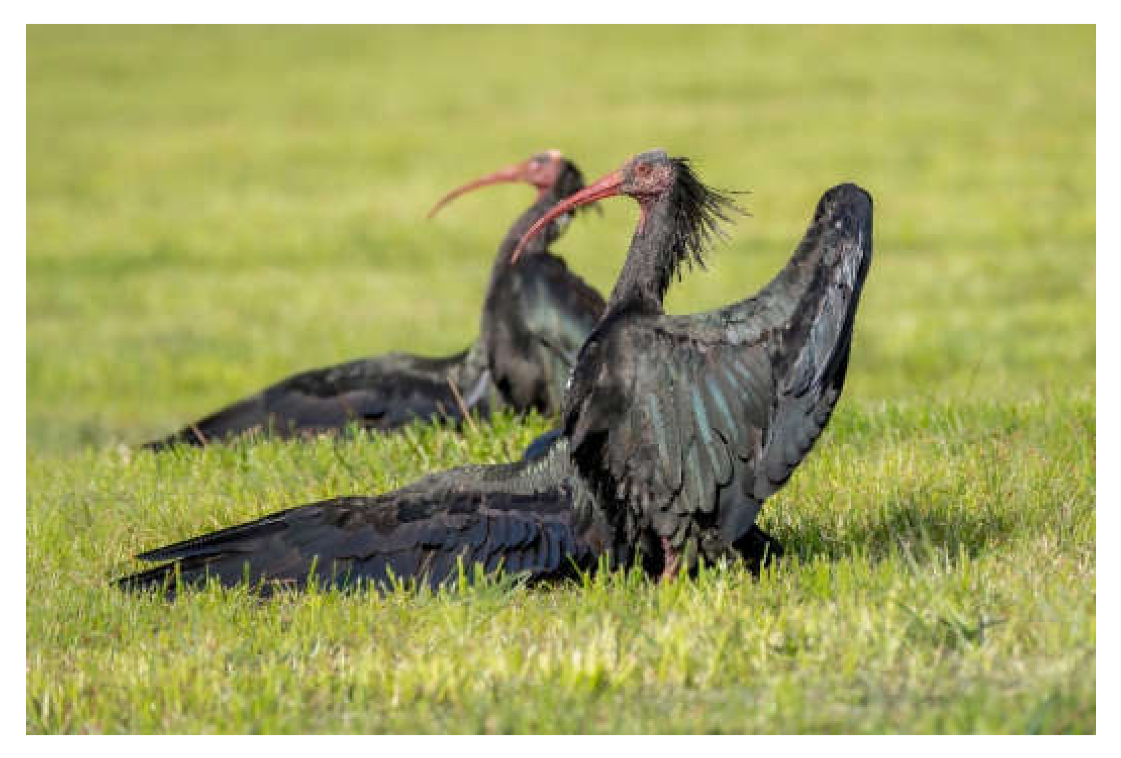 Animals | Free Full-Text | Tracing the Fate of the Northern Bald Ibis over  Five Millennia: An Interdisciplinary Approach to the Extinction and  Recovery of an Iconic Bird Species