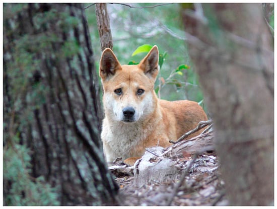 Dingoes Elevated to 'Almost-Human' Status in Pre-Colonial