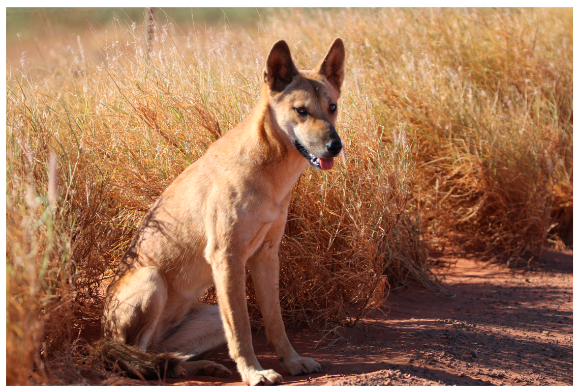 Culling dingoes start of 'domino effect' that may be changing the