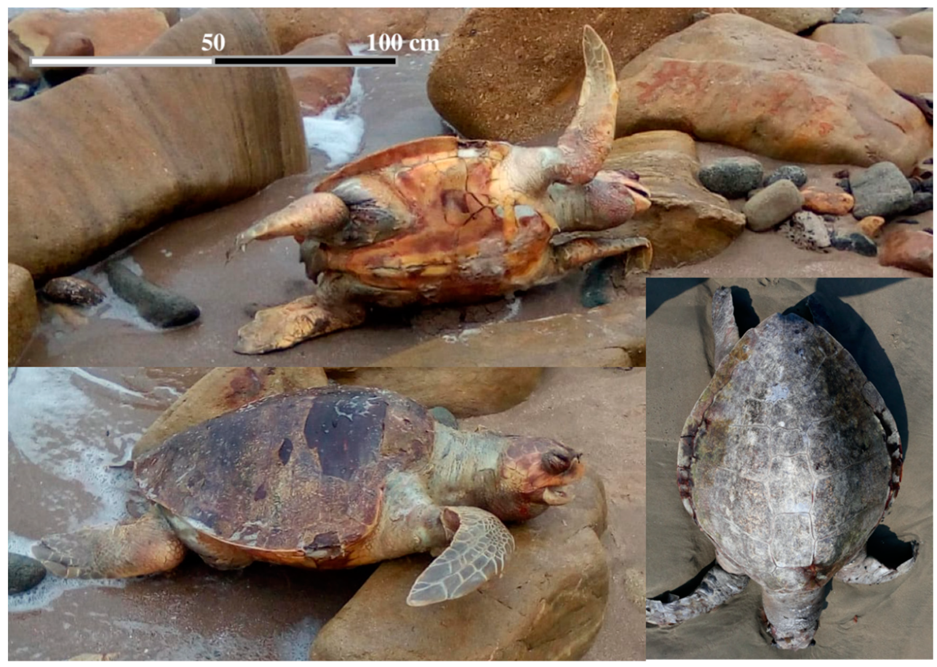 Longline fisheries in Costa Rica hook tens of thousands of sea turtles  every year