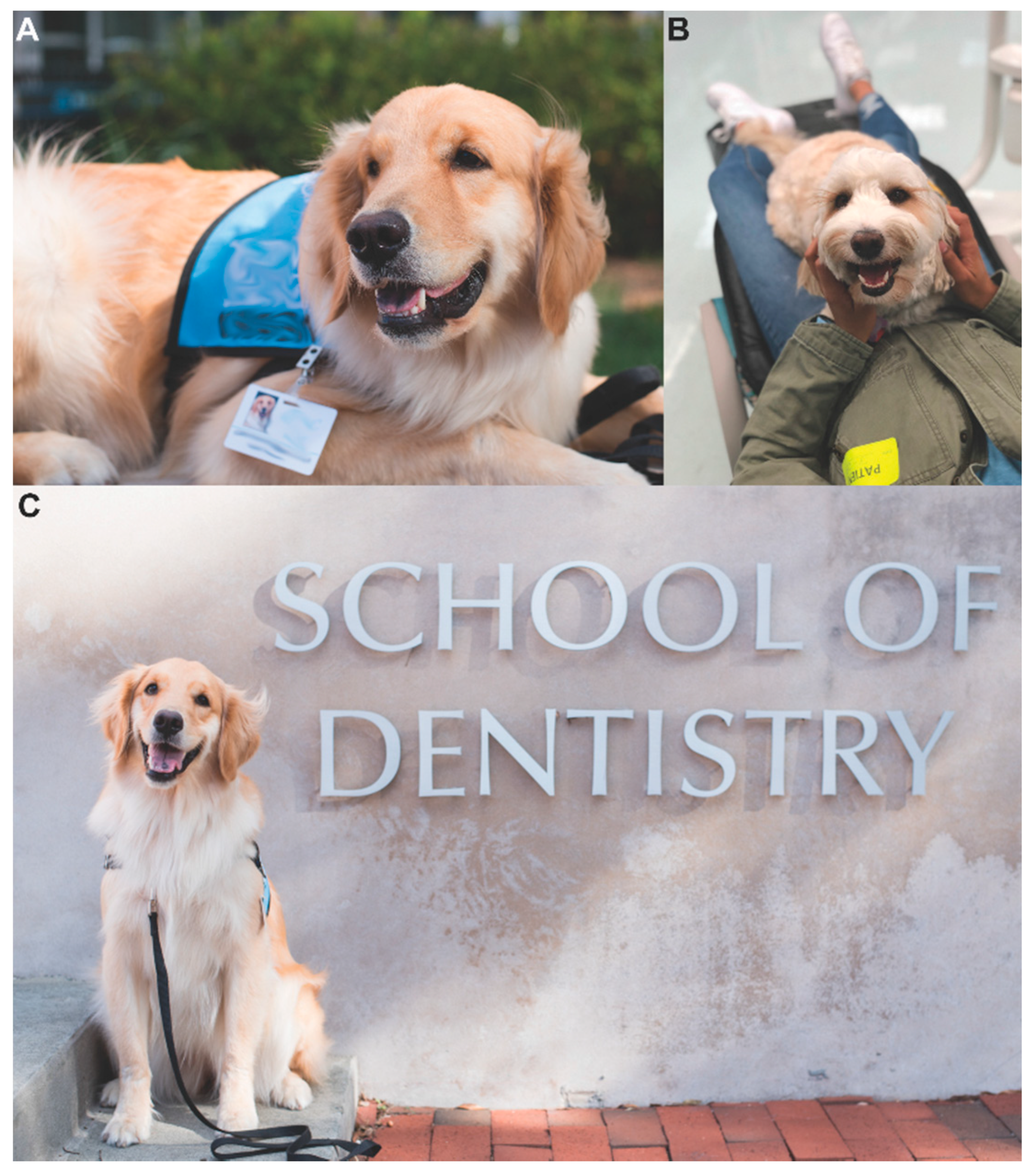 Animals | Free Full-Text | Patient and Caregiver Perceptions of Animal  Assisted Activity in Orthodontics