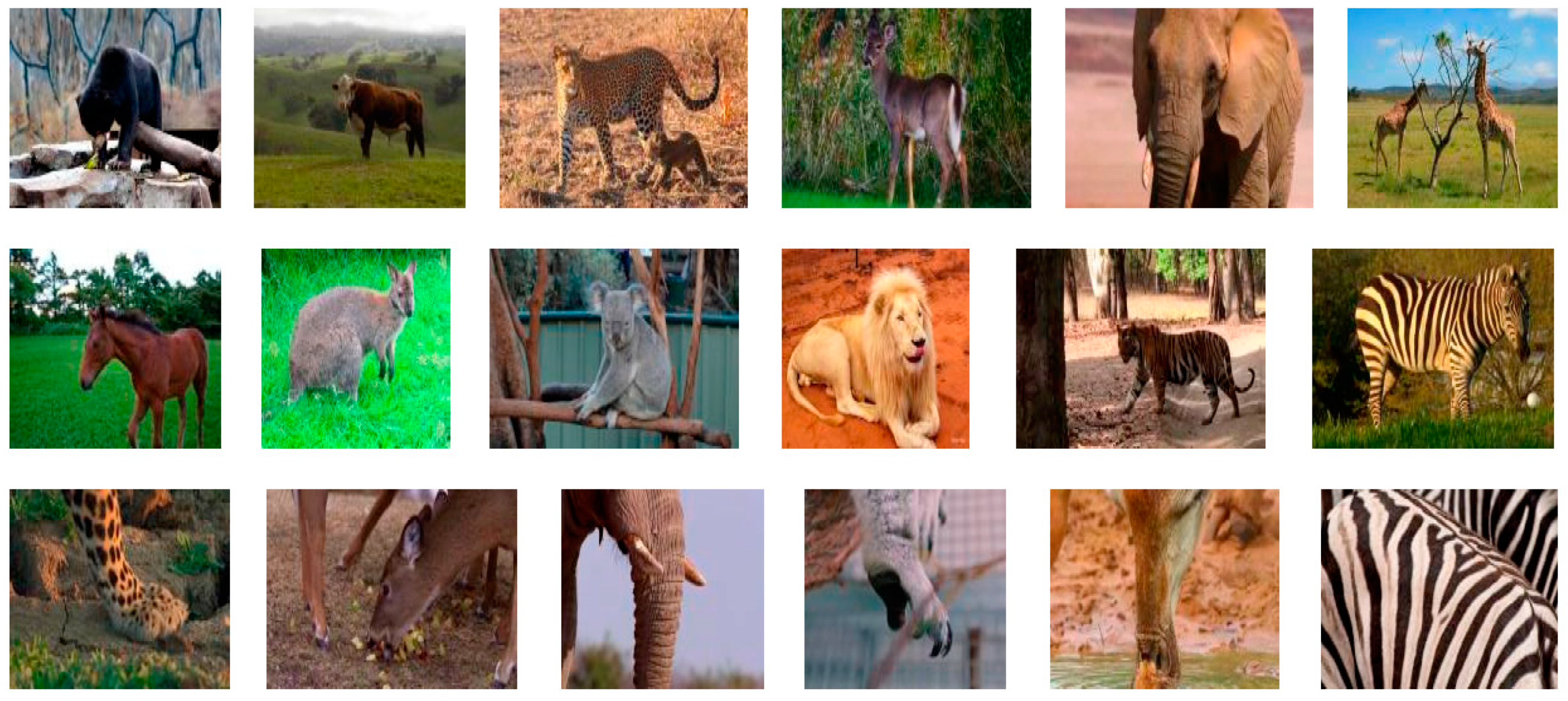 Animals | Free Full-Text | Contour-Based Wild Animal Instance Segmentation  Using a Few-Shot Detector