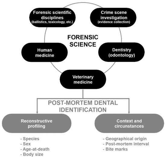 Animals | Free Full-Text | Post-Mortem Dental Profile as a Powerful Tool in  Animal Forensic Investigations—A Review