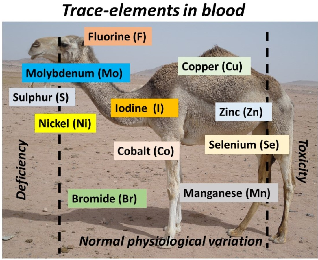 Animals | Free Full-Text | Blood Trace Element Status in Camels: A Review