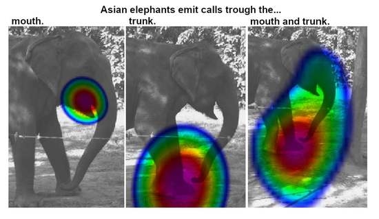 Animals Open Sex Hindi Audio Free - Animals | Free Full-Text | Sound Visualization Demonstrates Velopharyngeal  Coupling and Complex Spectral Variability in Asian Elephants
