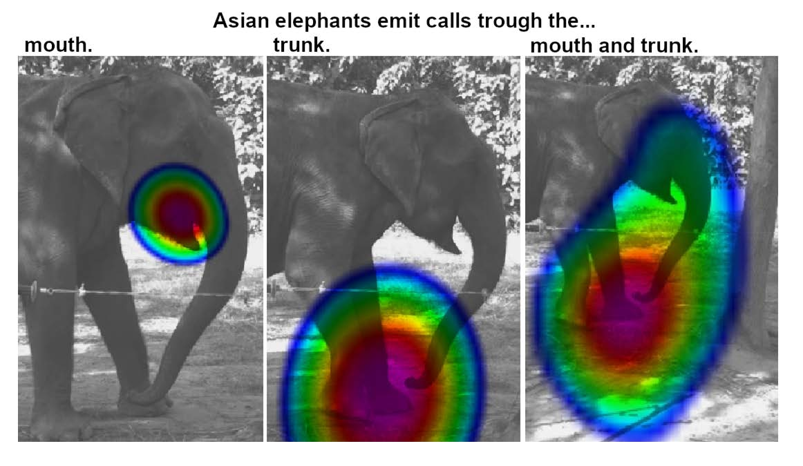 How the Elephant Got Its Trunk? First It Needed a Long Mandible