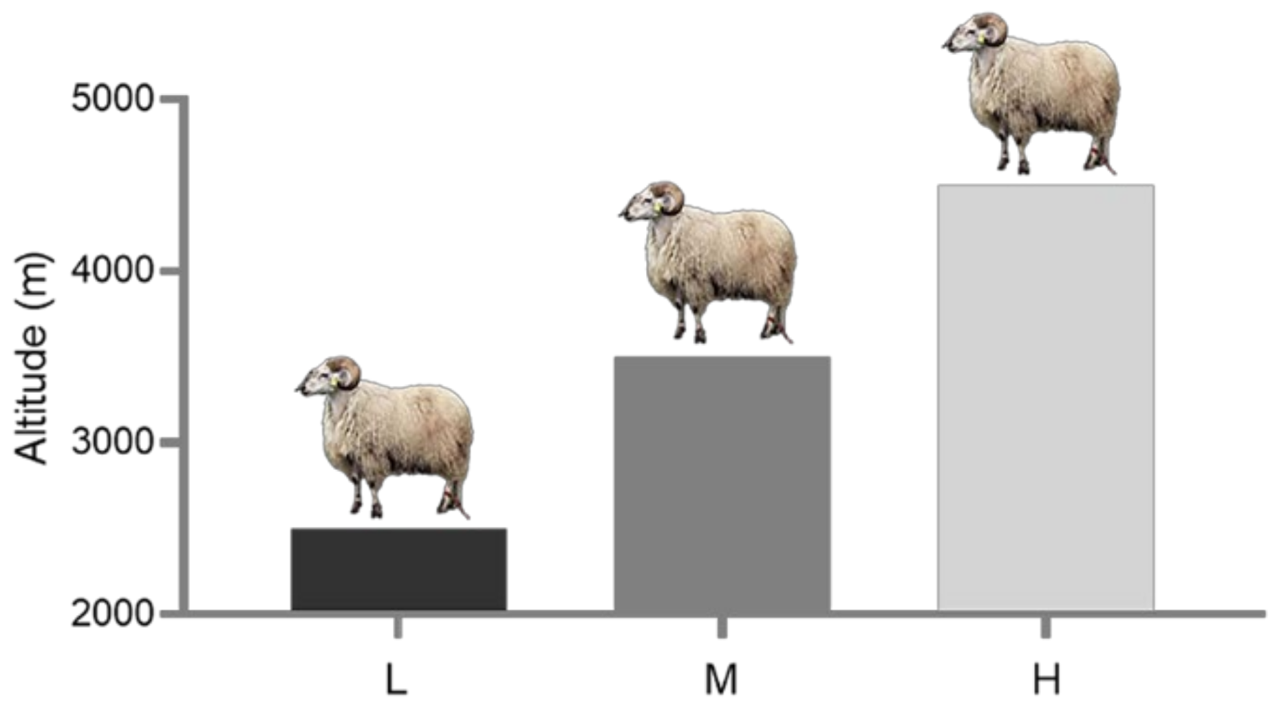 Animals | Free Full-Text | Physiology and Proteomic Basis of Lung  Adaptation to High-Altitude Hypoxia in Tibetan Sheep