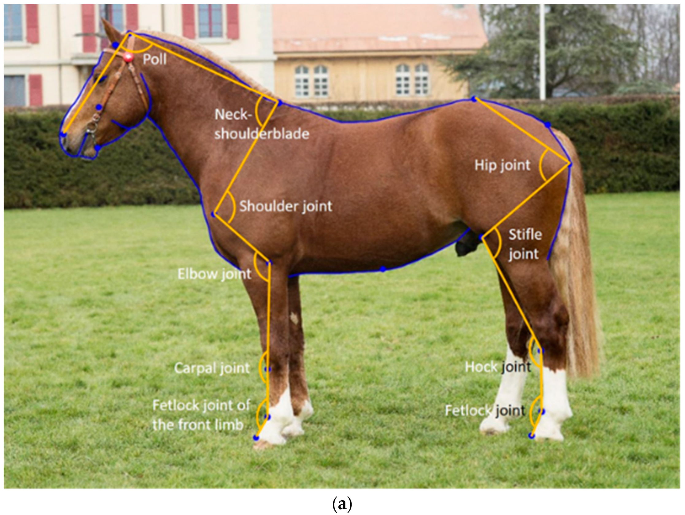 Animals | Free Full-Text | Estimates of Genetic Parameters for Shape Space  Data in Franches-Montagnes Horses