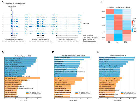 Genome-Wide Identification and Characterization of Circular RNAs during ...