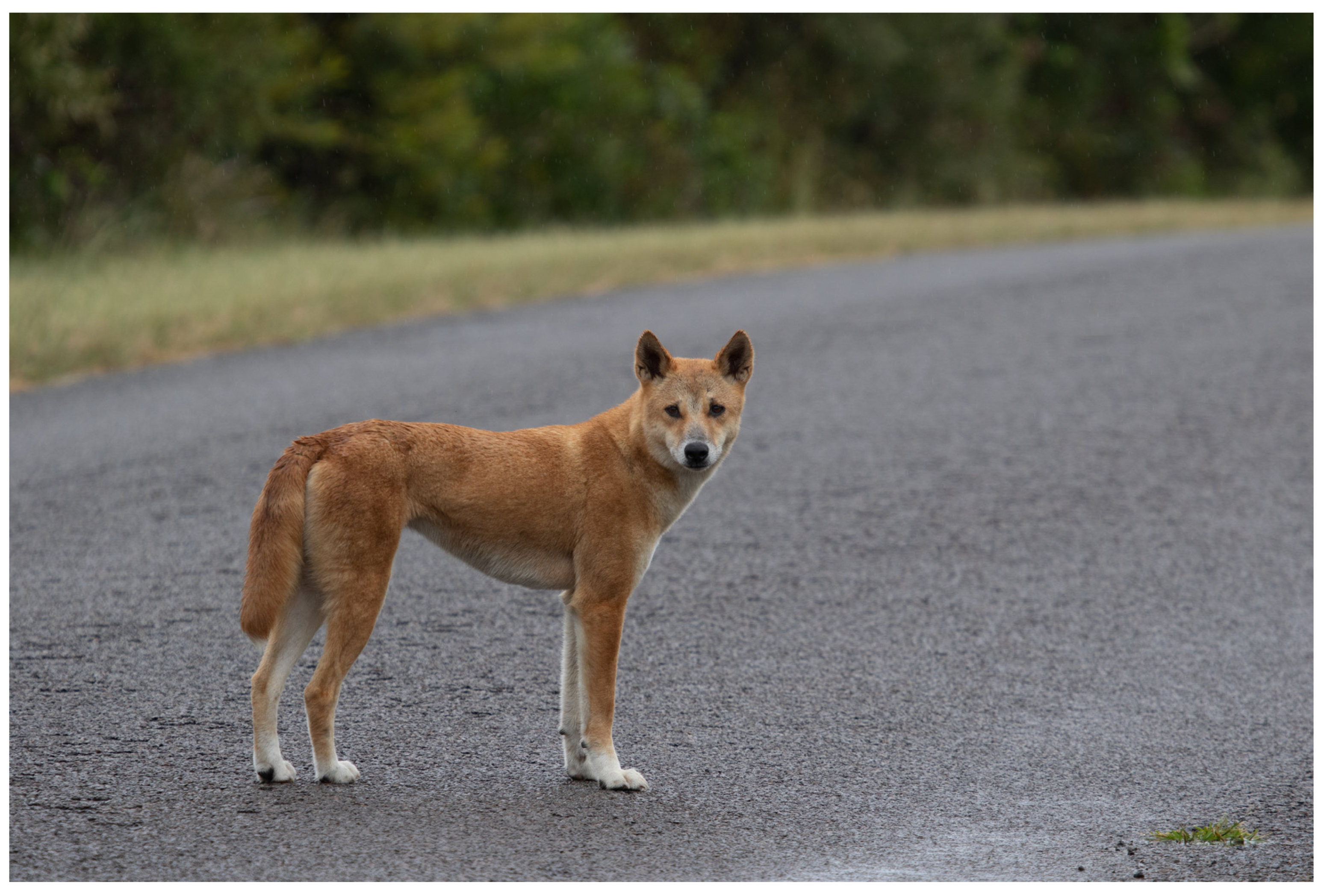 Animals | Free Full-Text | The Role of Socialisation in the Taming and  Management of Wild Dingoes by Australian Aboriginal People