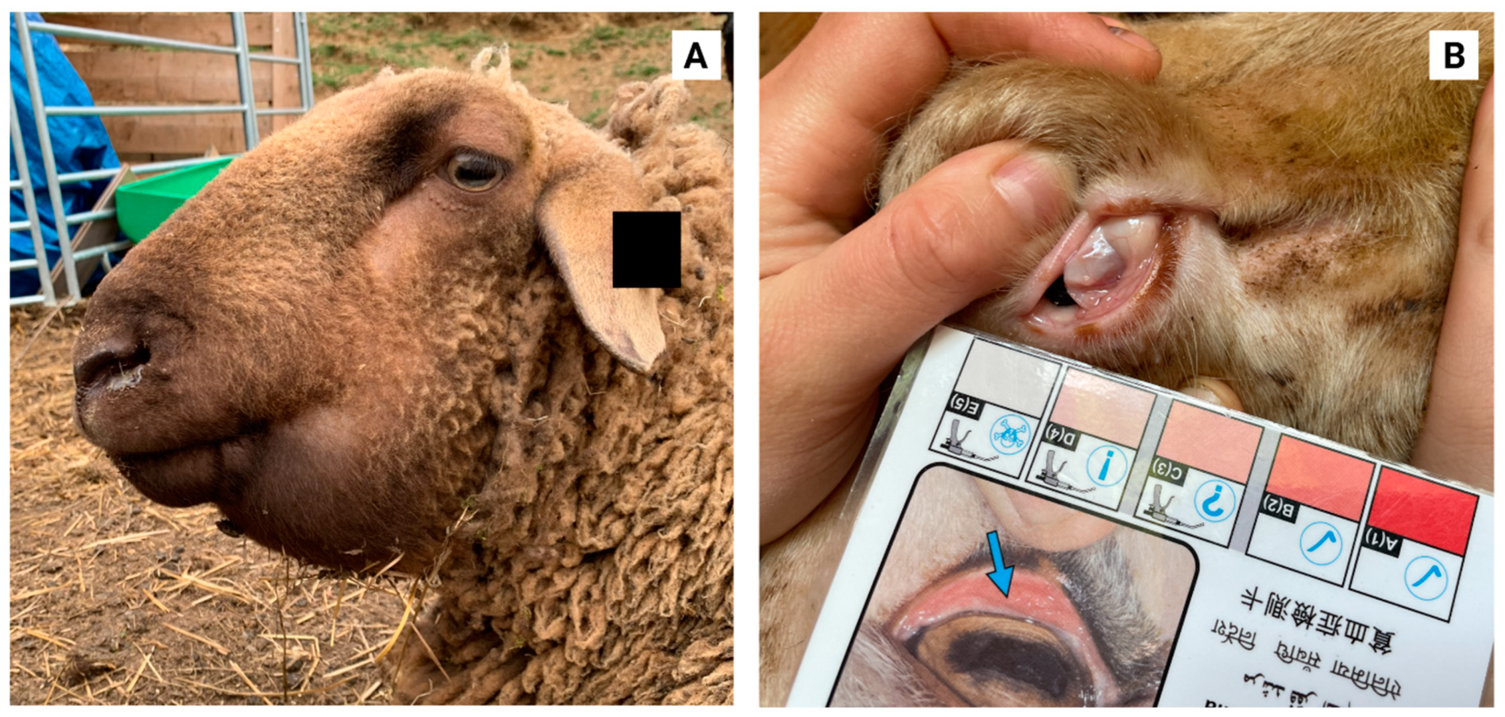 Animals | Free Full-Text | Haemonchosis in Sheep and Goats, Control  Strategies and Development of Vaccines against Haemonchus contortus