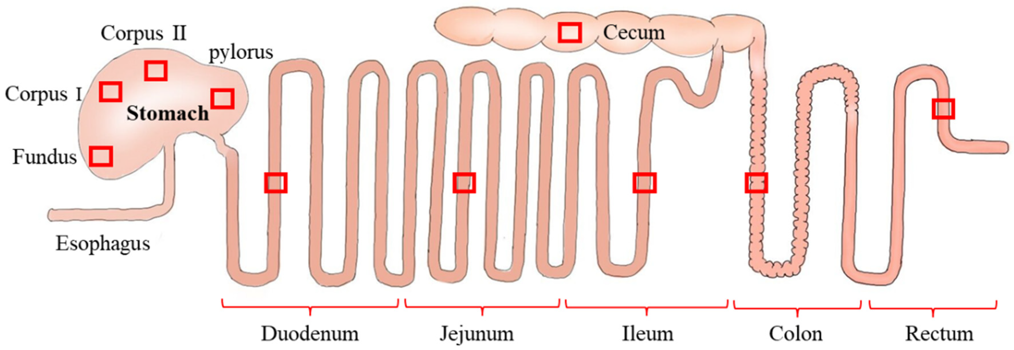duodenum histology intestinal gland