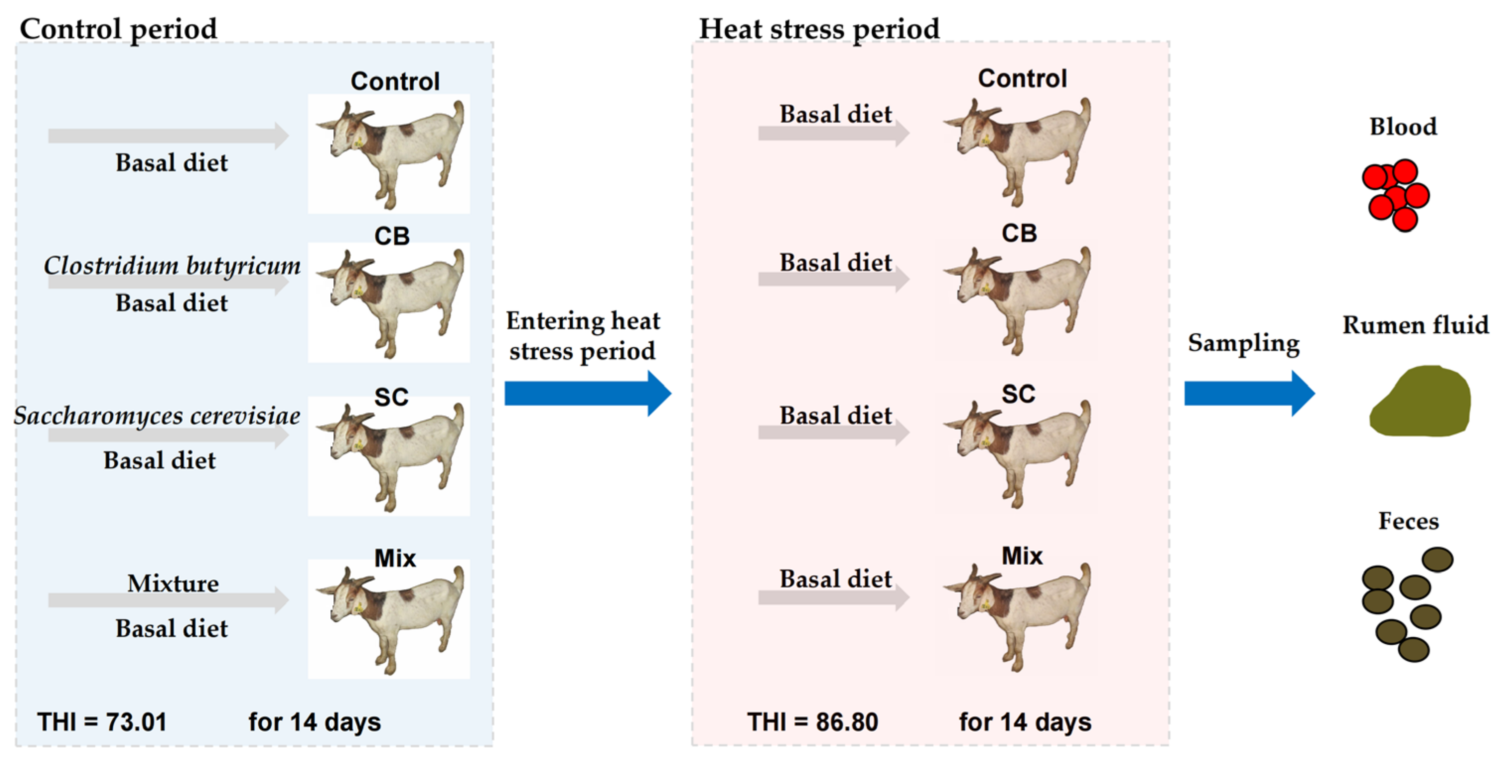 Animals | Free Full-Text | Prophylactic Feeding of Clostridium butyricum  and Saccharomyces cerevisiae Were Advantageous in Resisting the Adverse  Effects of Heat Stress on Rumen Fermentation and Growth Performance in Goats