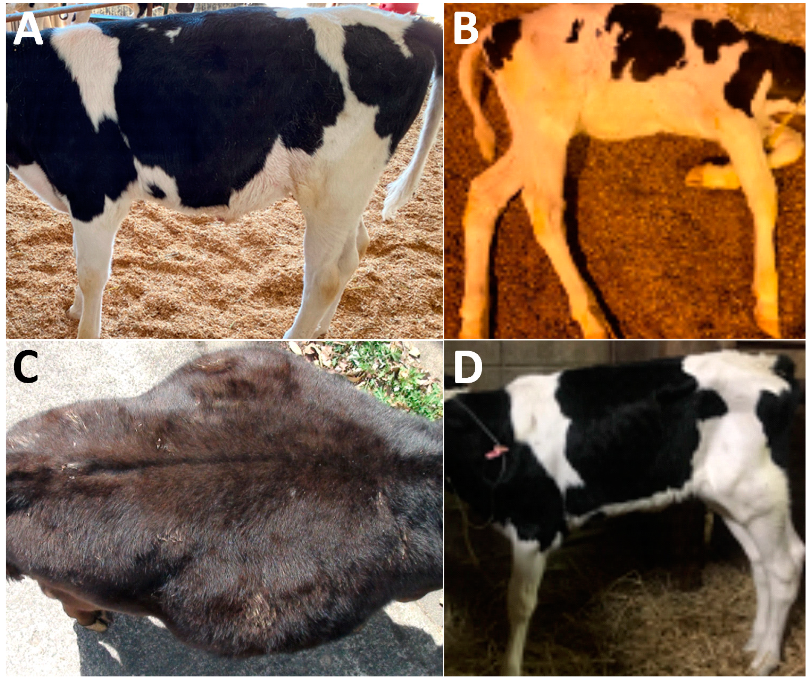 Animals | Free Full-Text | Efficacy of Abdominal Ultrasonography for  Differentiation of Gastrointestinal Diseases in Calves
