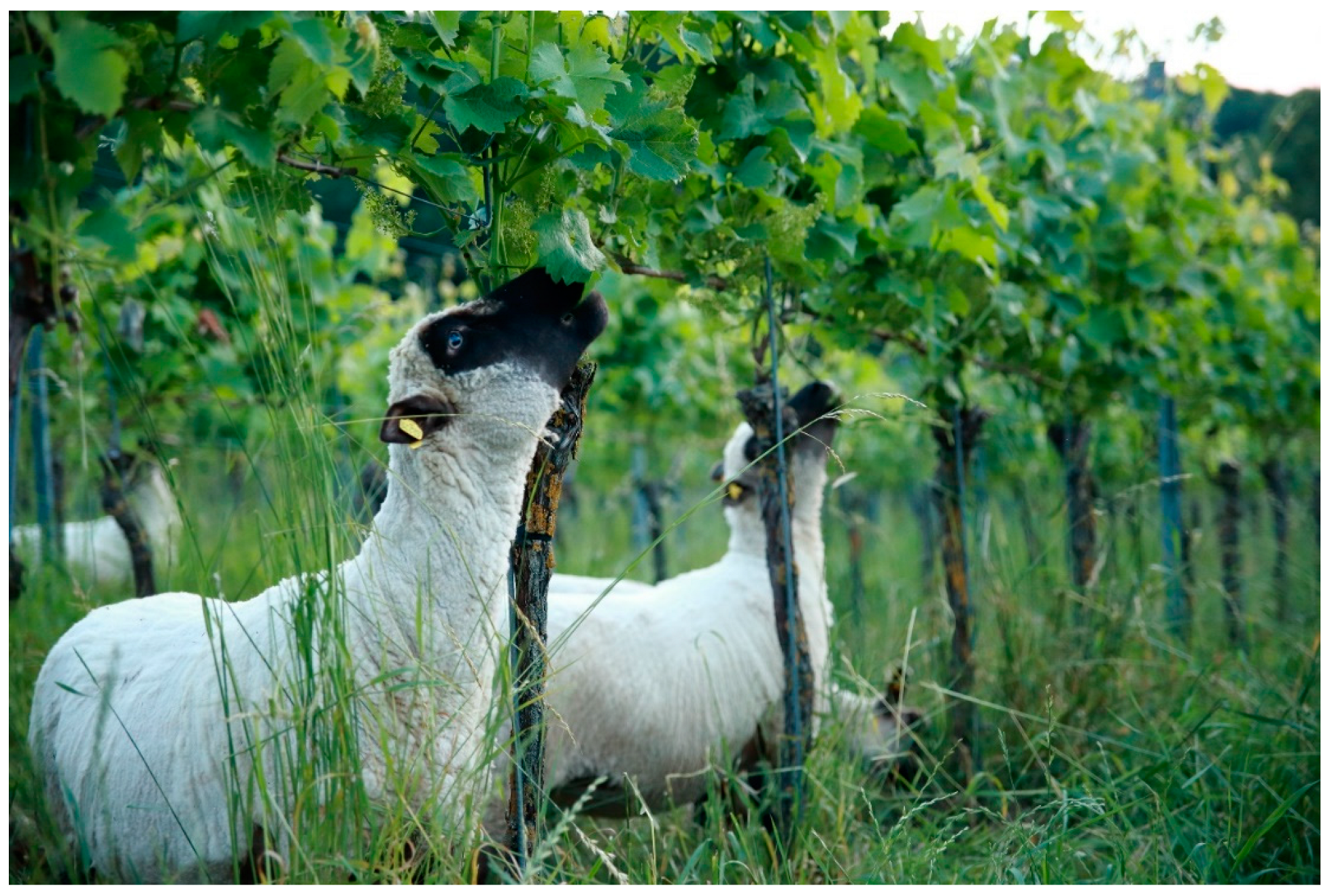 Animals | Free Full-Text | Sheep in the Vineyard: Suitability of Different  Breeds and Potential Breeding Objectives