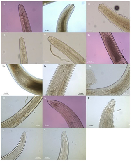 Animals | Free Full-Text | Morphological and Molecular Identification ...