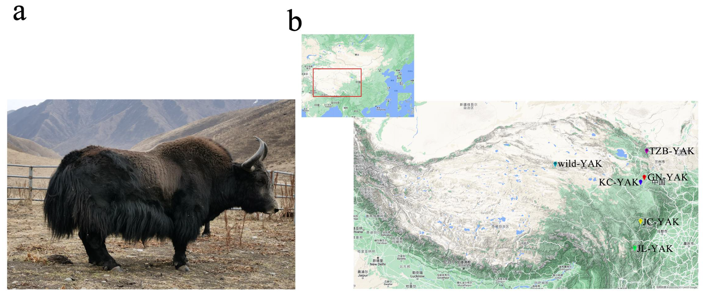 Animals | Free Full-Text | Whole-Genome Resequencing Highlights the Unique  Characteristics of Kecai Yaks