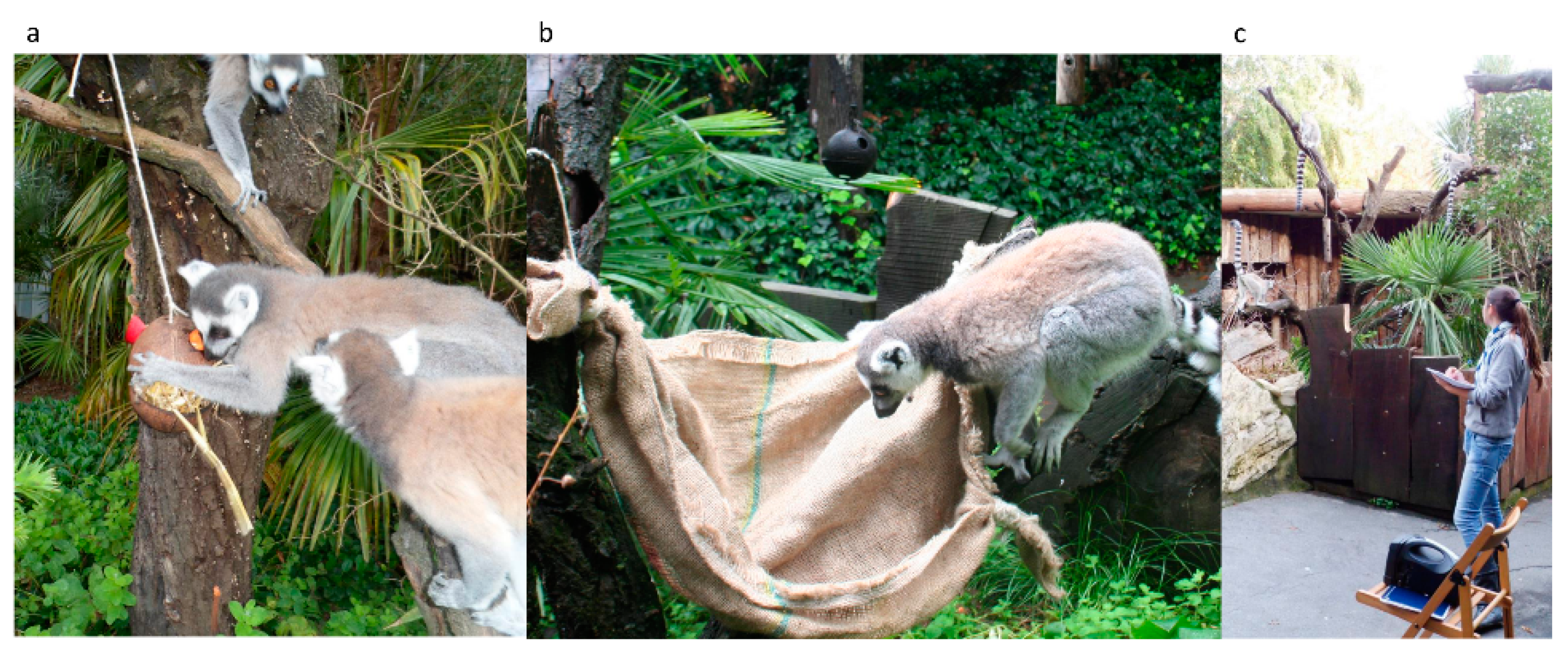Animals | Free Full-Text | Enriching Zoo-Housed Ring-Tailed Lemurs (Lemur  catta): Assessing the Influence of Three Types of Environmental Enrichment  on Behavior