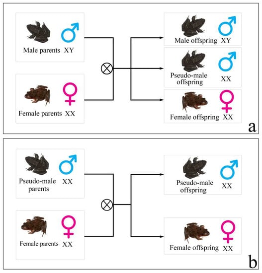 Animals | Free Full-Text | Testicular Transcriptome of Males and Pseudo-Males  Provides Important New Insight into Sex Reversal of Rana dybowskii