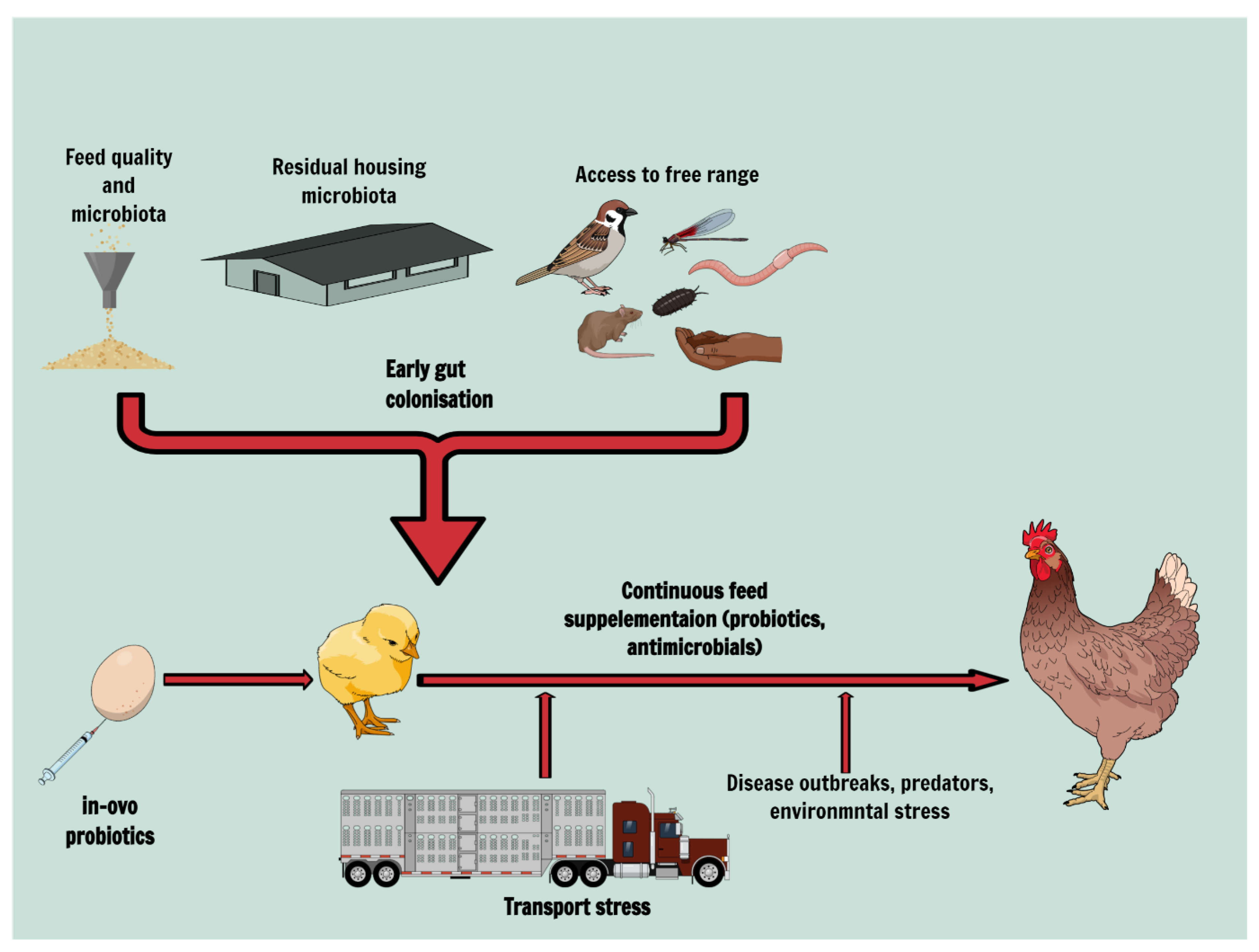 Animals | Free Full-Text | Feed Safety and the Development of Poultry  Intestinal Microbiota