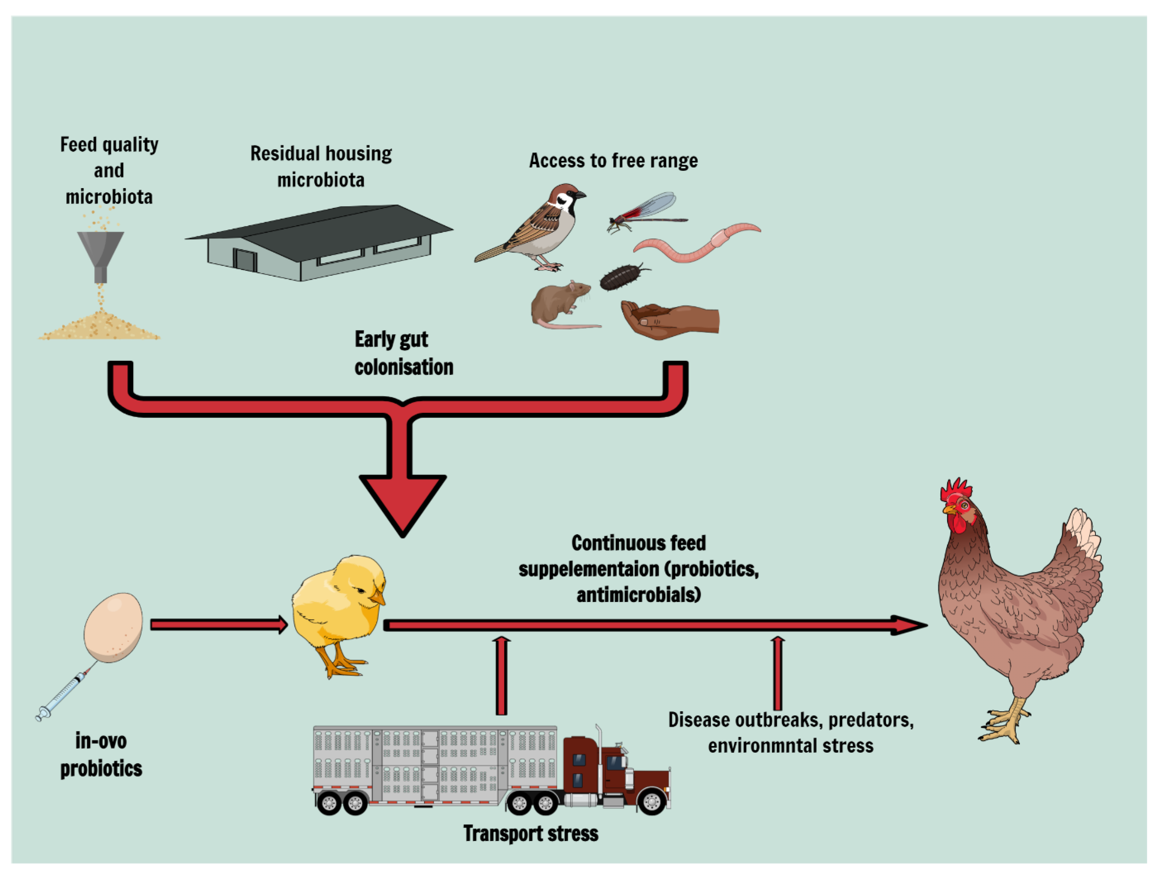 Animals Free Full Text Feed Safety And The Development Of Poultry 