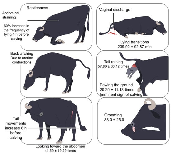 Animals | Free Full-Text | Dairy Buffalo Behavior: Calving, Imprinting and  Allosuckling