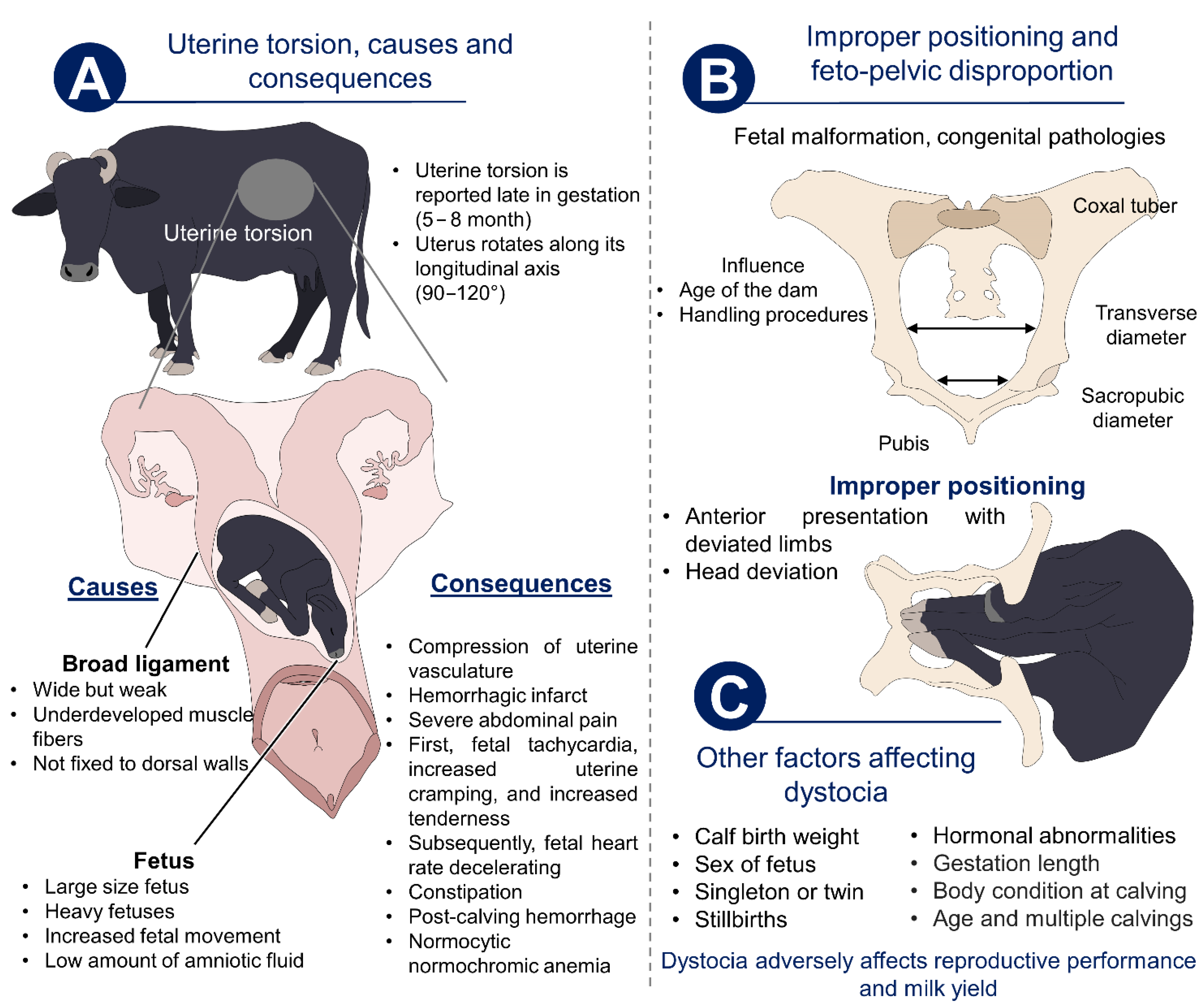Animals | Free Full-Text | Dairy Buffalo Behavior: Calving, Imprinting and  Allosuckling