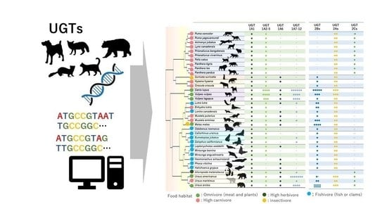 Animals | Free Full-Text | Duplication, Loss, and Evolutionary Features of  Specific UDP-Glucuronosyltransferase Genes in Carnivora (Mammalia,  Laurasiatheria)