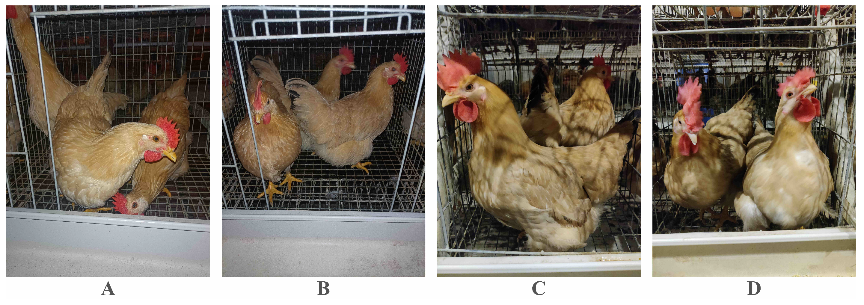 Animals | Free Full-Text | An Advanced Chicken Face Detection 