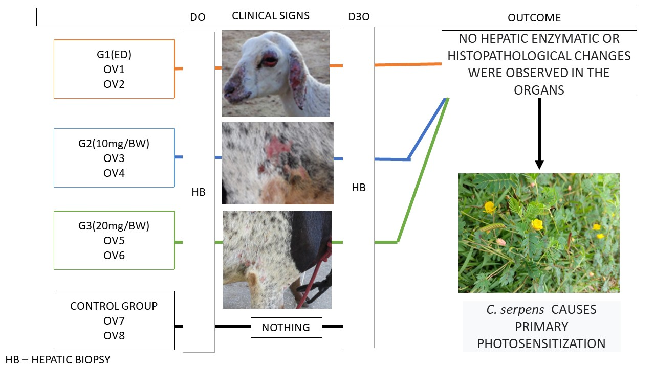 Animals | Free Full-Text | Primary Photosensitization by Chamaecrista  serpens in Santa Inês Sheep