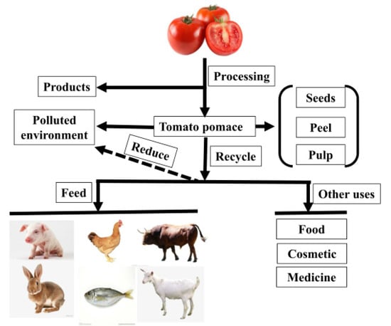 Animals | Free Full-Text | Sustainable Valorization of Tomato Pomace  (Lycopersicon esculentum) in Animal Nutrition: A Review