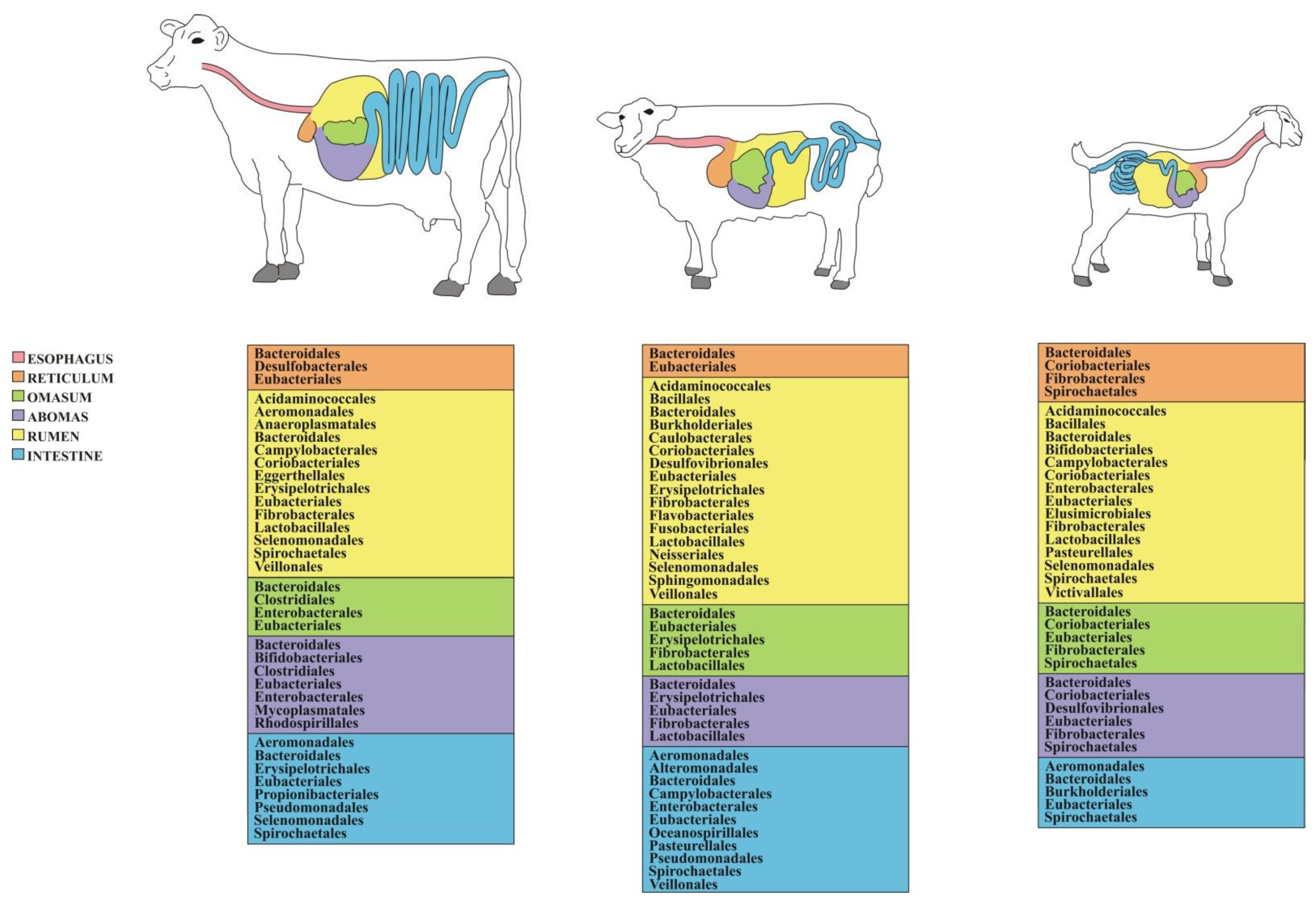 Animals | Free Full-Text | Gut Microbiome Studies in Livestock:  Achievements, Challenges, and Perspectives