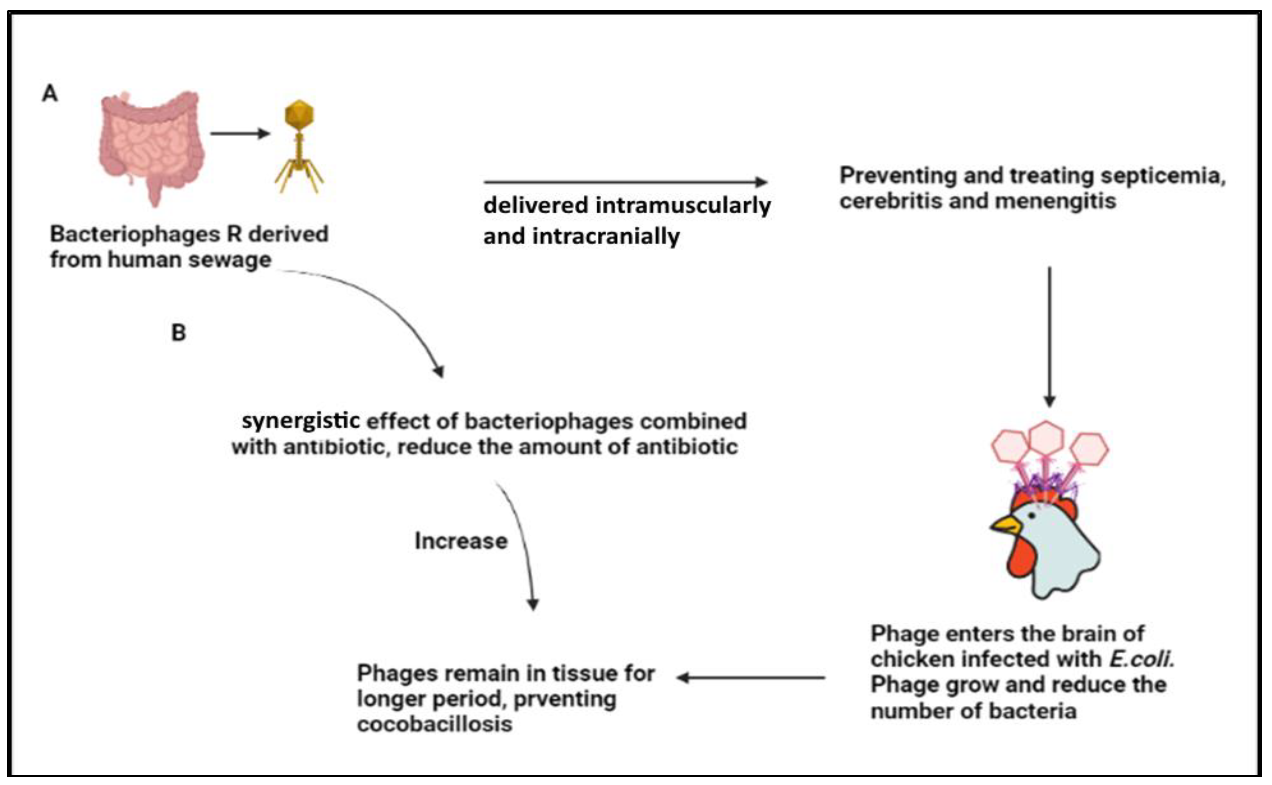 Animals | Free Full-Text | Role of Bacteriophages for Optimized Health and  Production of Poultry