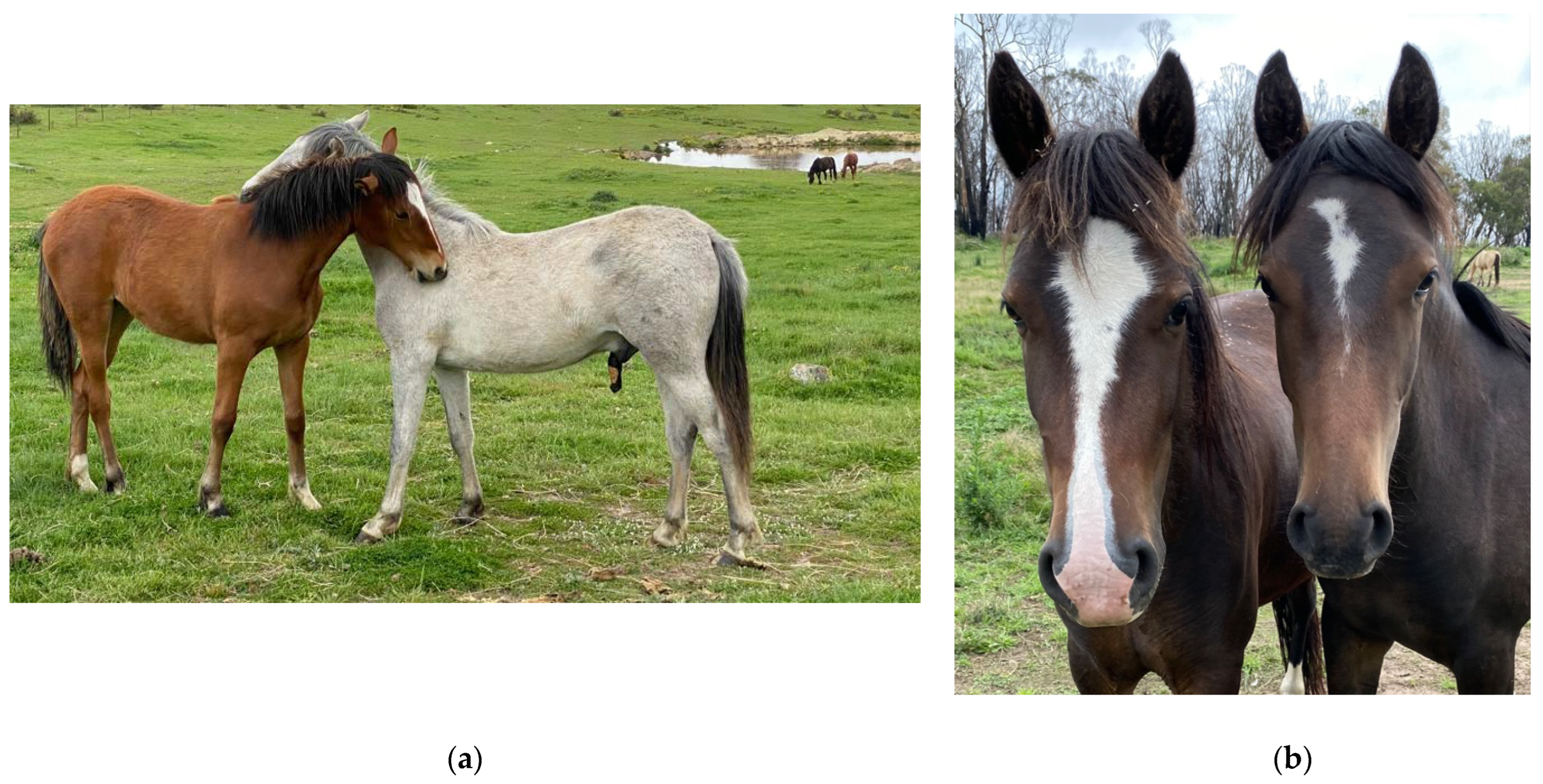 Set of Female Body Shape Types. - NZ Horse & Pony