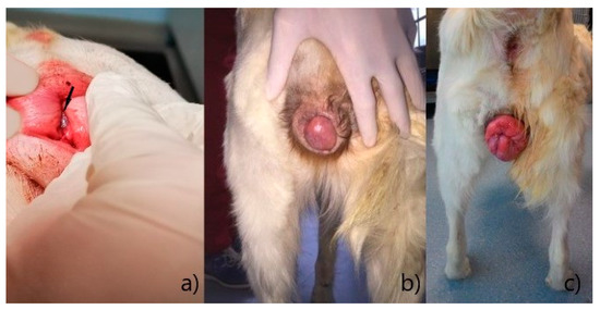 Animals | Free Full-Text | Management of Vaginal Hyperplasia in Bitches B&uuml;hner Suture