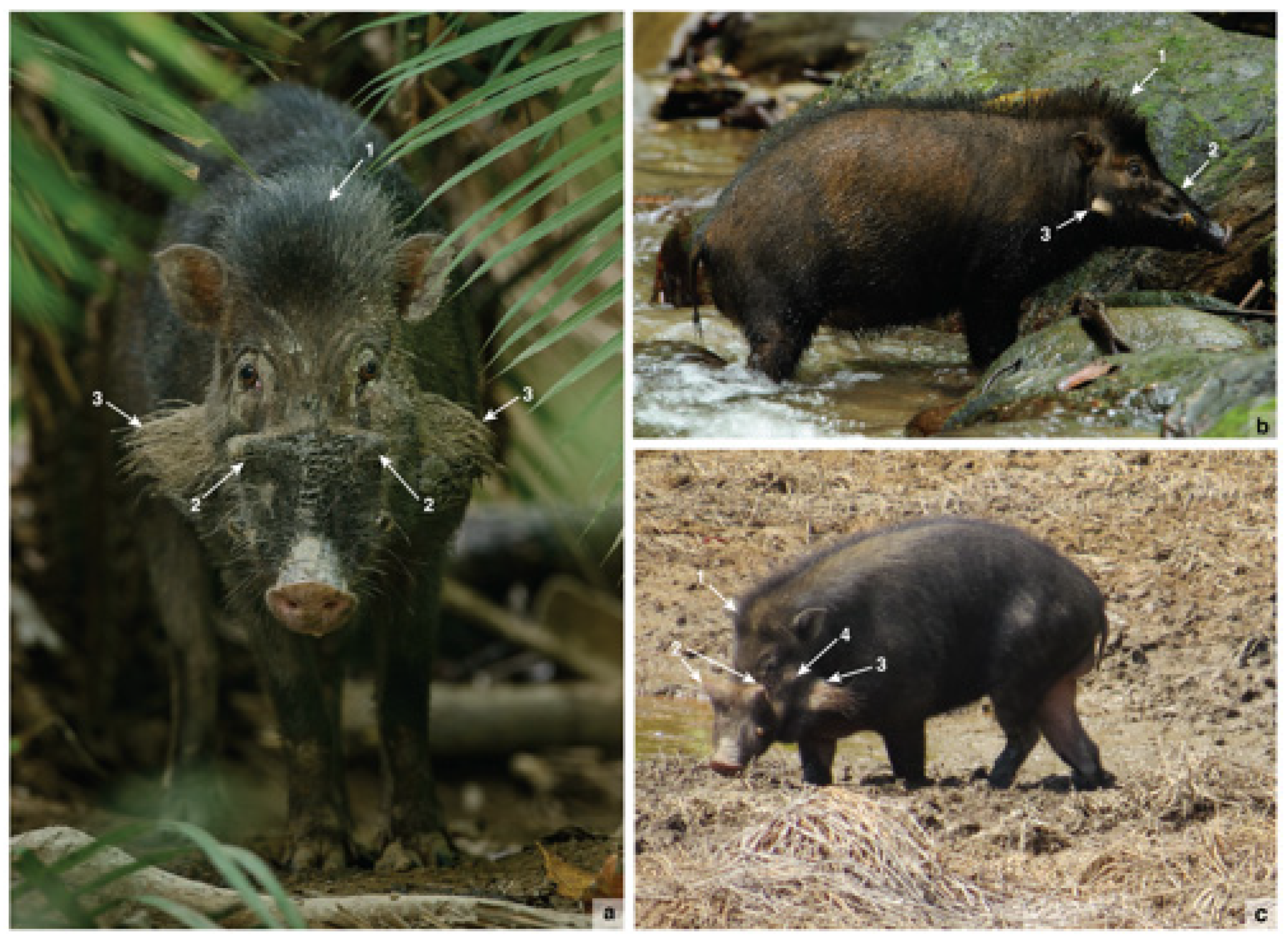 Animals Free Full-Text Pigs as Pets Early Human Relations with the Sulawesi Warty Pig (Sus celebensis)