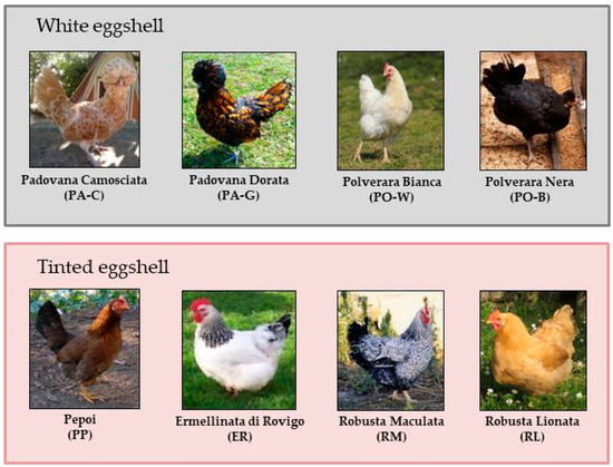 Chicken Breeds - Facts, Types, and Pictures