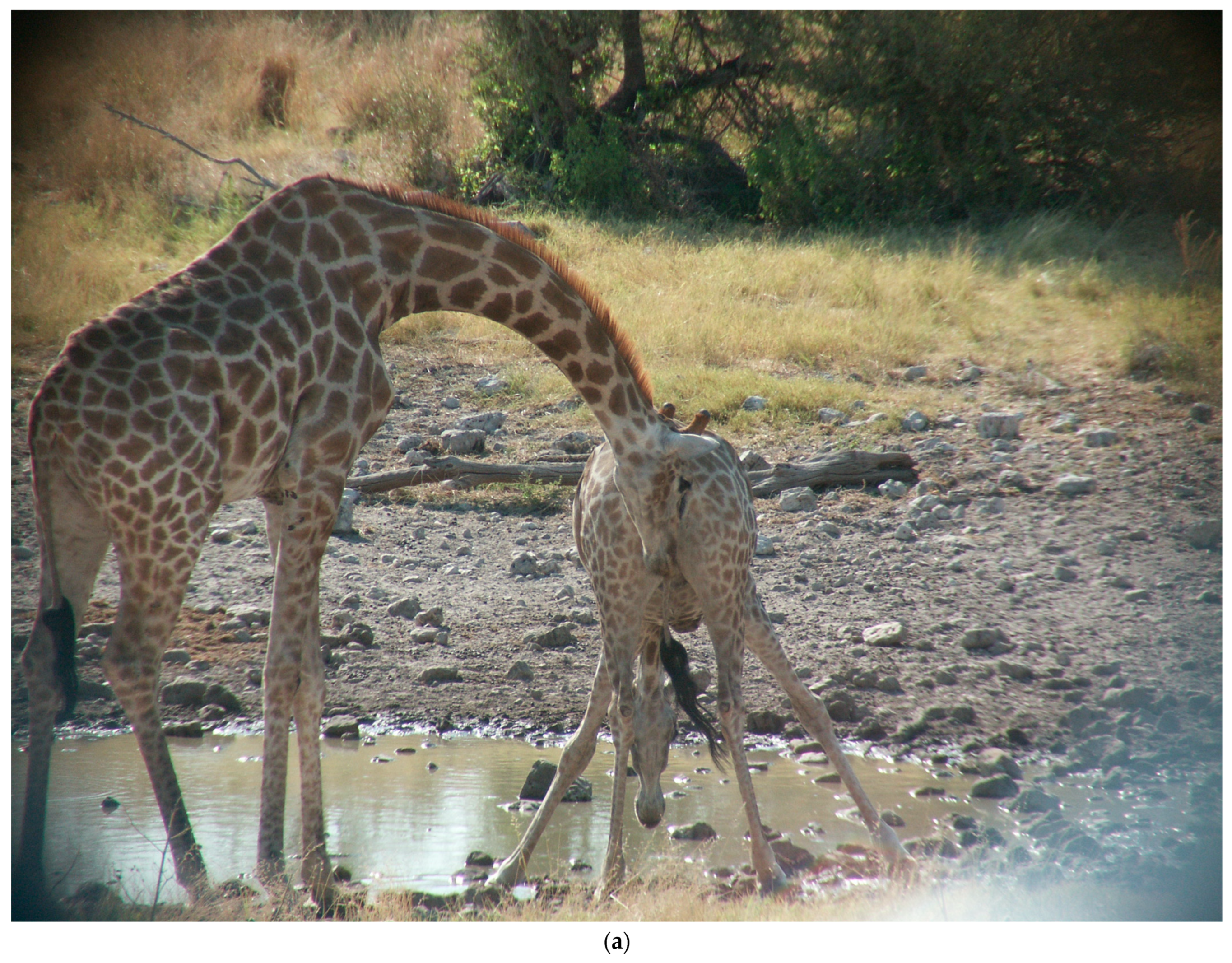 Animals | Free Full-Text | Flehmen, Osteophagia, and Other Behaviors of  Giraffes (Giraffa giraffa angolensis): Vomeronasal Organ Adaptation