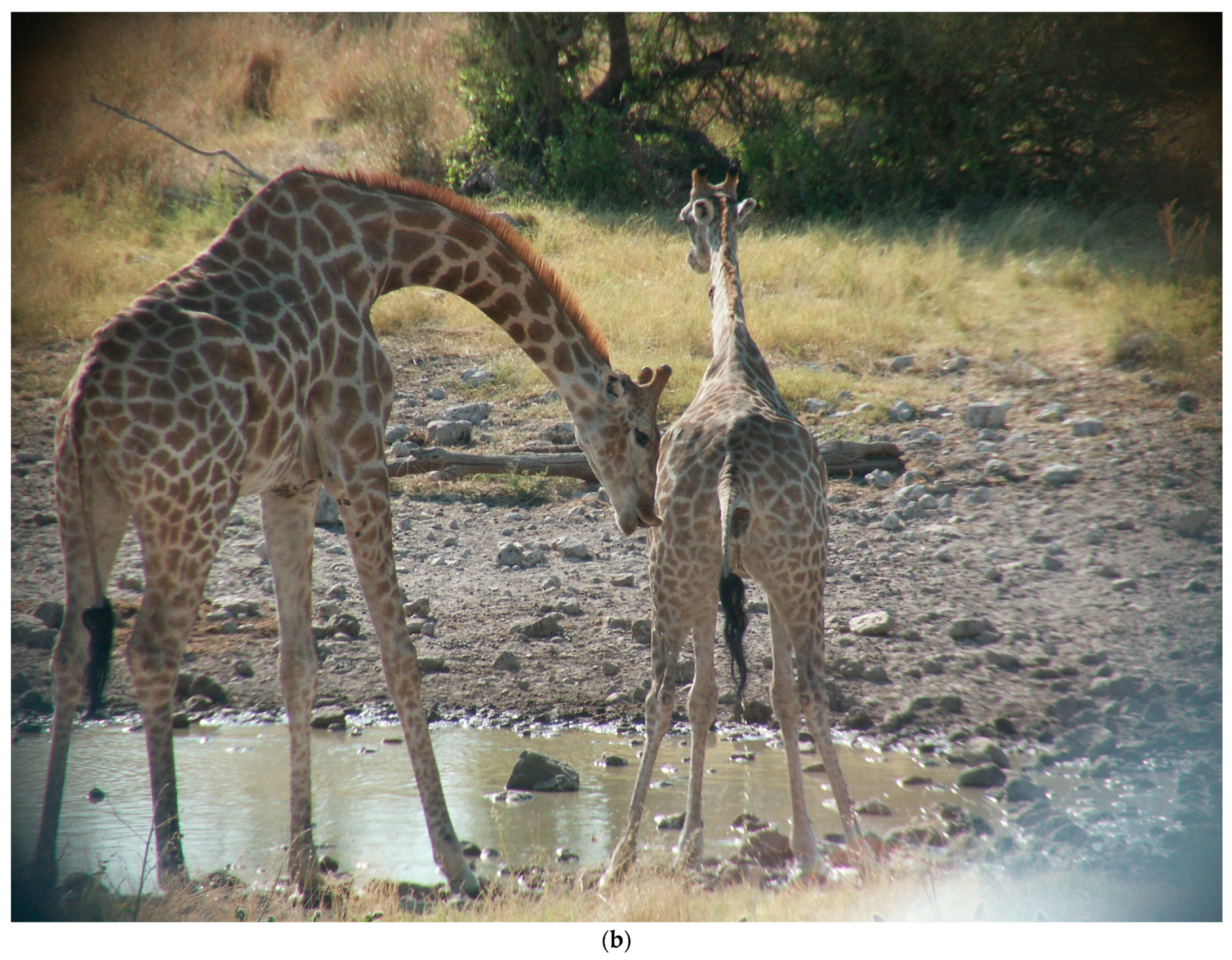 Animals | Free Full-Text | Flehmen, Osteophagia, and Other Behaviors of  Giraffes (Giraffa giraffa angolensis): Vomeronasal Organ Adaptation