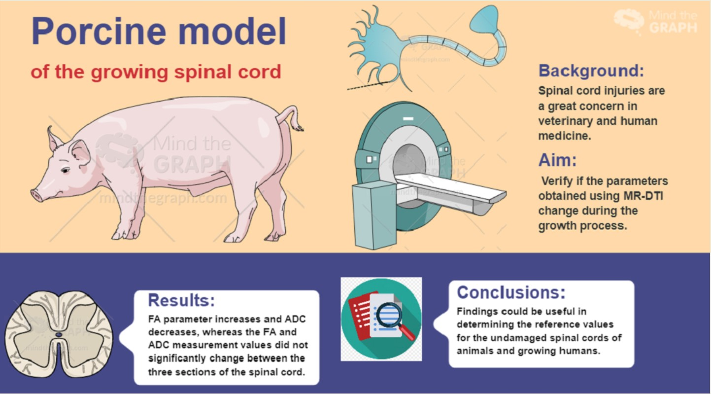 Animals | Free Full-Text | Porcine Model of the Growing Spinal  Cord—Changes in Diffusion Tensor Imaging Parameters