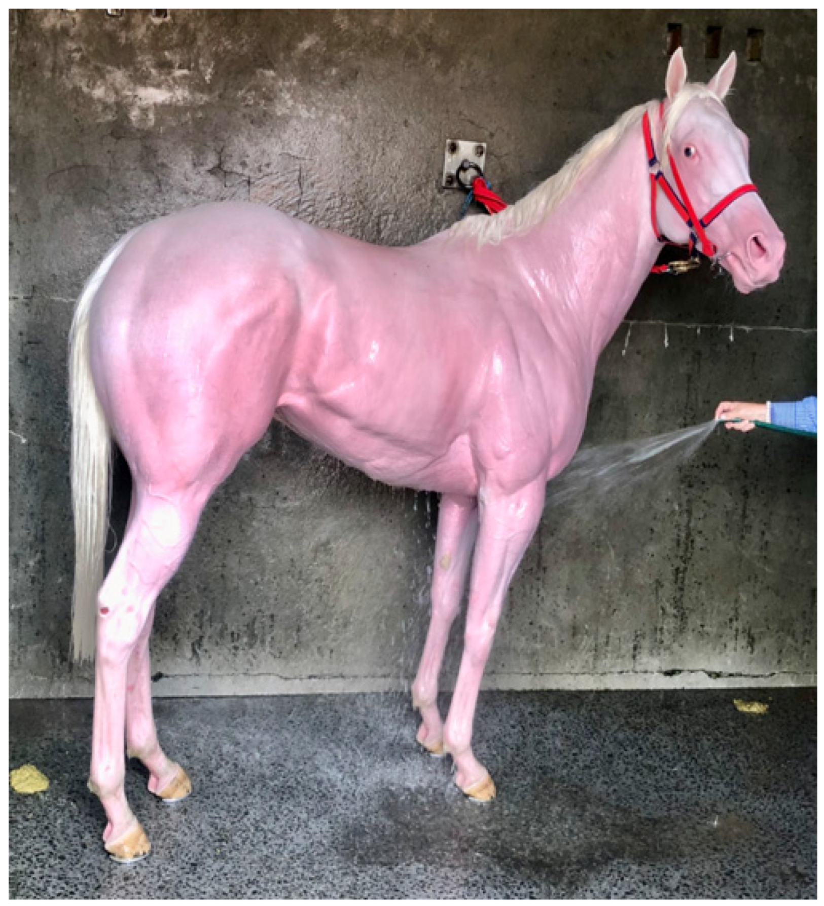 Animals | Free Full-Text | An Overview of Exertional Heat Illness in  Thoroughbred Racehorses: Pathophysiology, Diagnosis, and Treatment Rationale