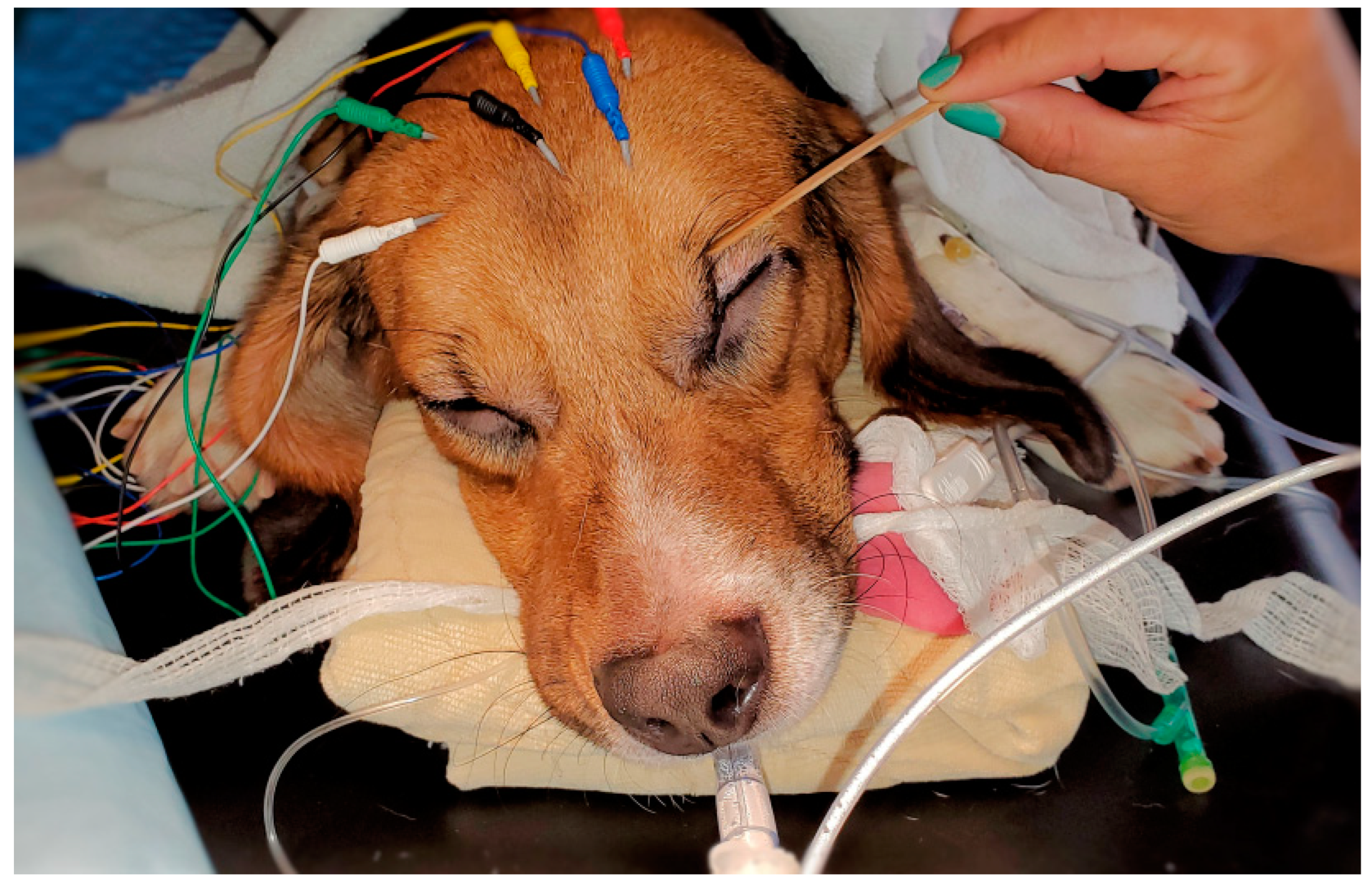 Animals | Free Full-Text | Electroencephalographic and Cardiovascular  Changes Associated with Propofol Constant Rate of Infusion Anesthesia in  Young Healthy Dogs