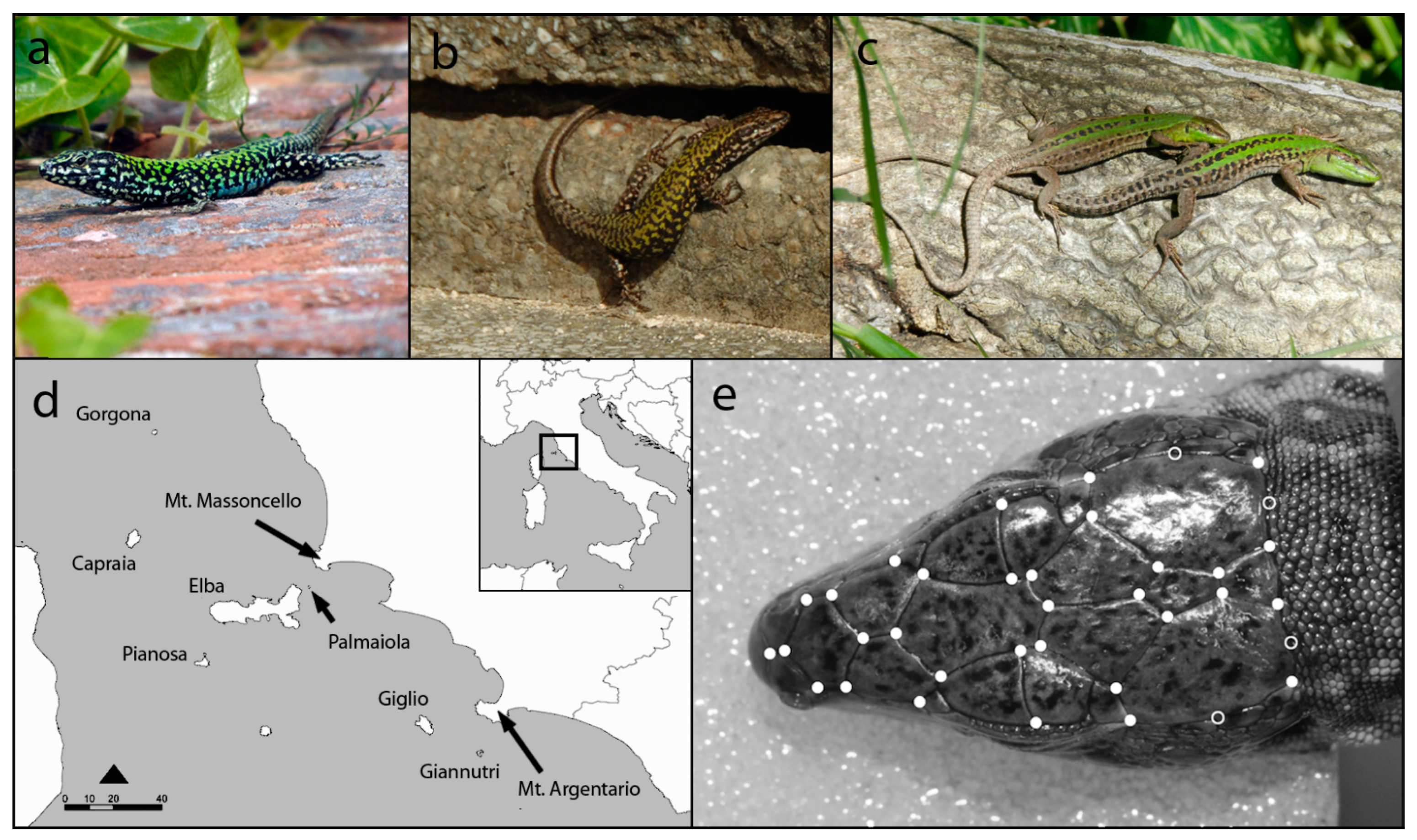 Animals Free Full-Text Species-Specific Spatial Patterns of Variation in Sexual Dimorphism by Two Lizards Settled in the Same Geographic Context pic